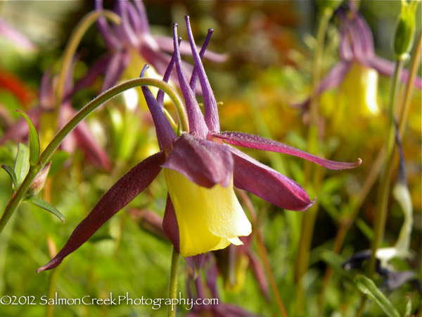 Aquilegia buergeriana Calimero