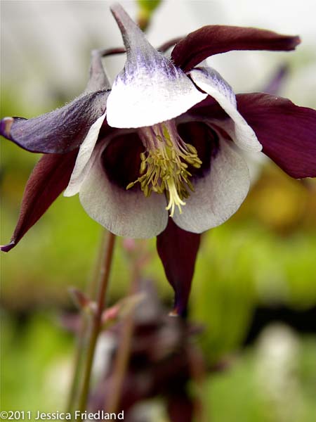 Aquilegia vulgaris Woodside Gold