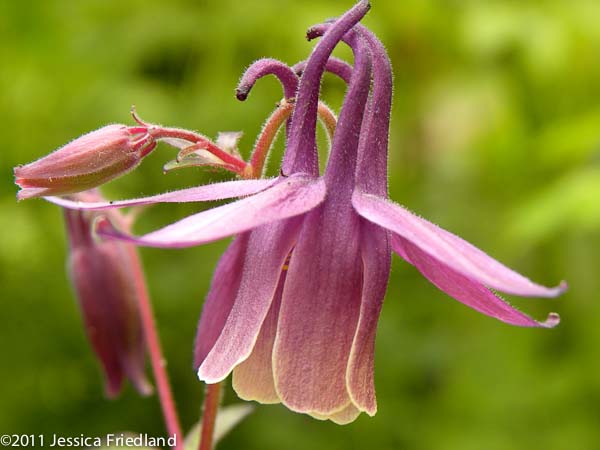 Aquilegia rockii