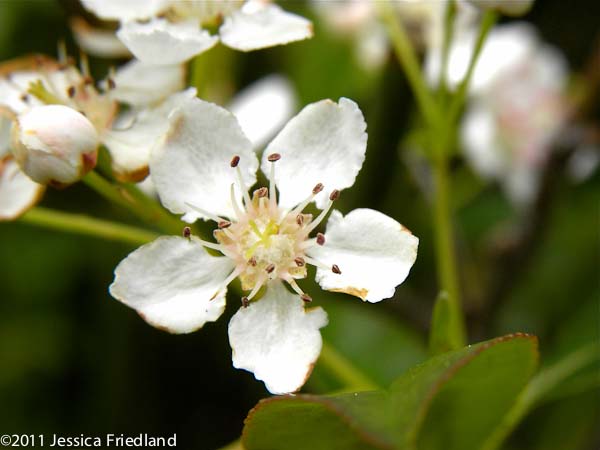 Aronia melanocarpa Iroquois Beauty