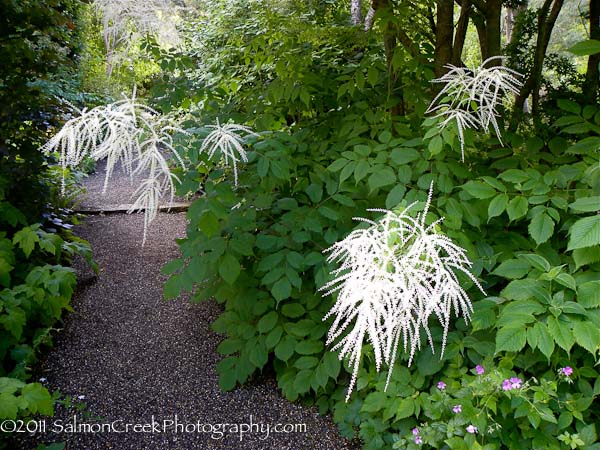 Aruncus dioicus Zweiweltenkind