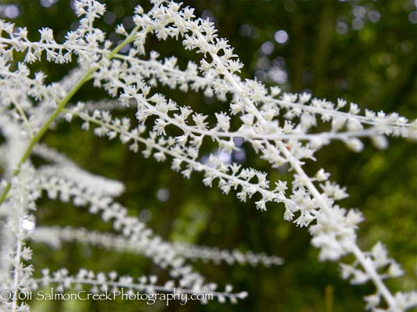 Aruncus dioicus Zweiweltenkind