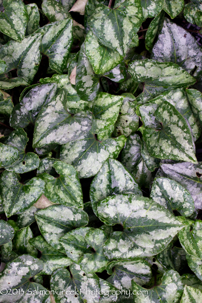 Asarum splendens