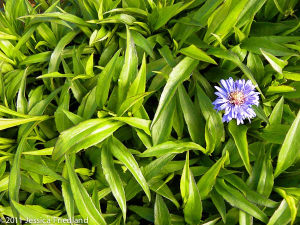 Aster novi-belgii ‘Blue Danube’