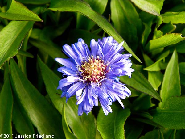 Aster novi-belgii ‘Blue Danube’