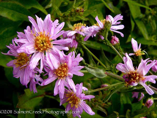 Aster ‘Cassie’