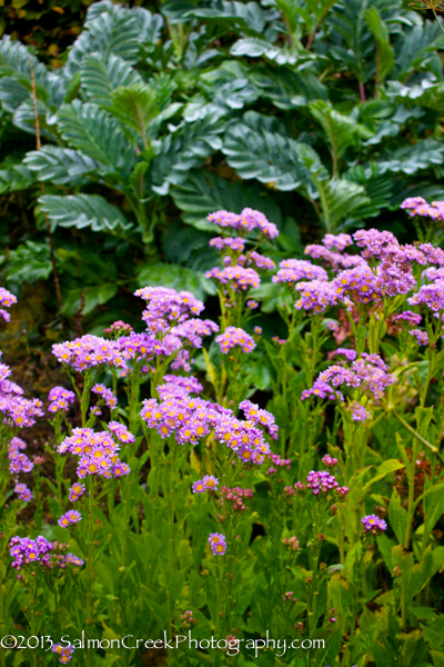 Aster tataricus Jindai