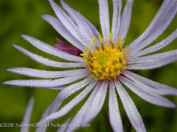 Aster pyrenaeus ‘Lutetia’