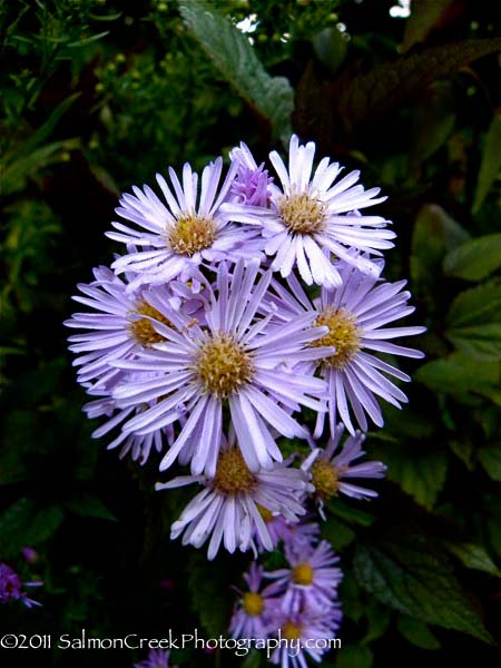 Aster ‘Ochtendgloren’