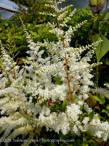 Astilbe Ellie