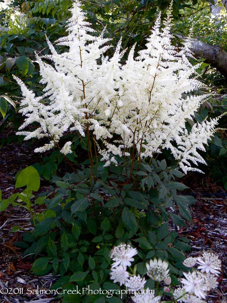 Astilbe Ellie