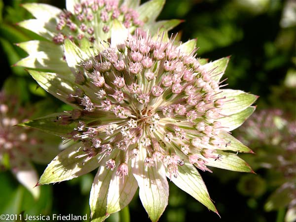 Astrantia major ‘Buckland’