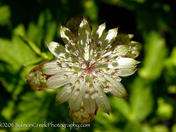 Astrantia major Canneman