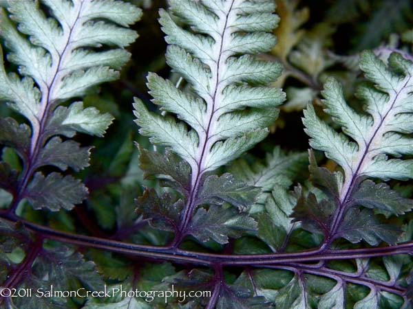 Athyrium niponicum