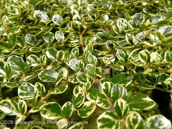 Azara microphylla ‘Variegata’