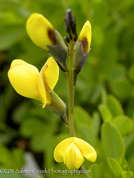 Baptisia Solar Flare