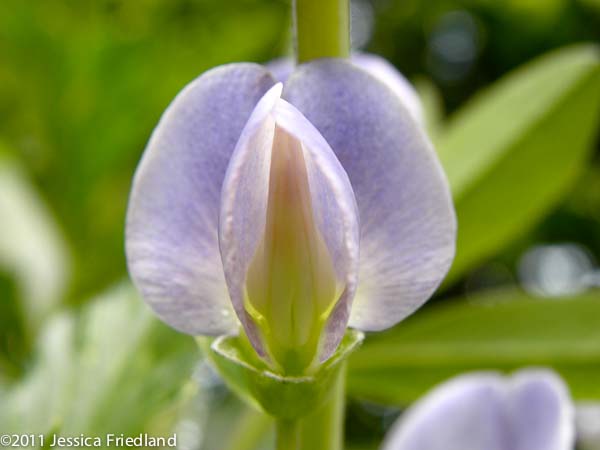 Baptisia x bicolor ‘Starlite’