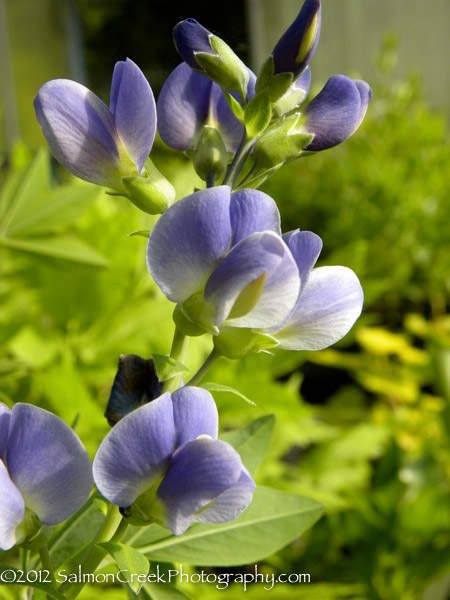 Baptisia x bicolor ‘Starlite’