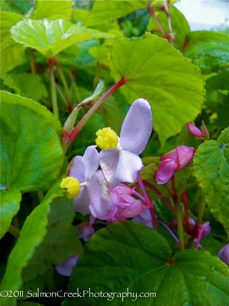 Begonia grandis ‘Herons Pirouette’