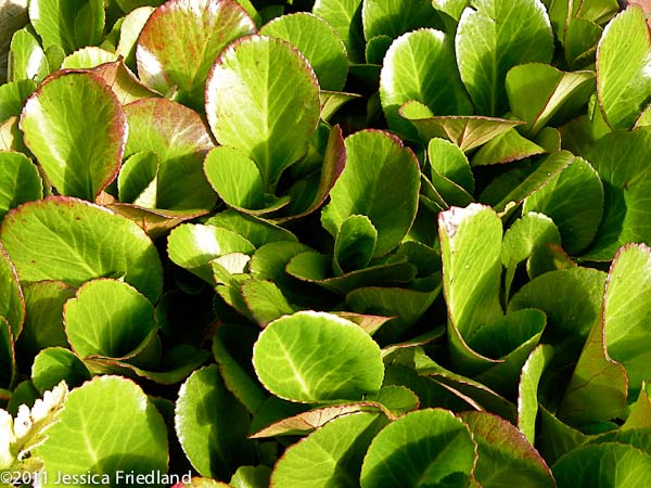 Bergenia Bressingham Ruby