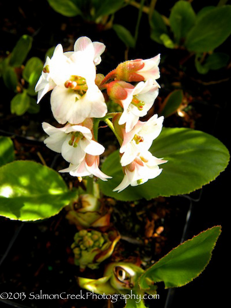 Bergenia ‘Bressingham White’