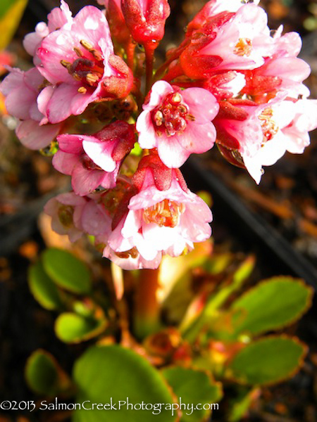 Bergenia Magic Giant