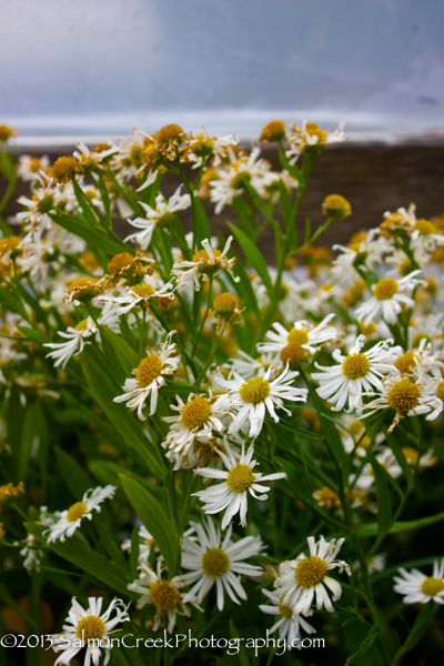 Boltonia asteroides ‘Snowbank’