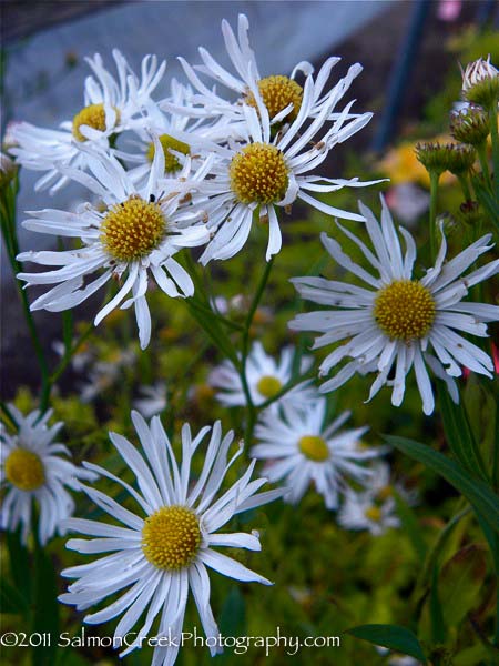 Boltonia asteroides Snowbank