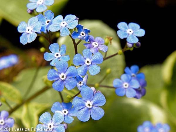 Brunnera macrophylla Hadspen Cream