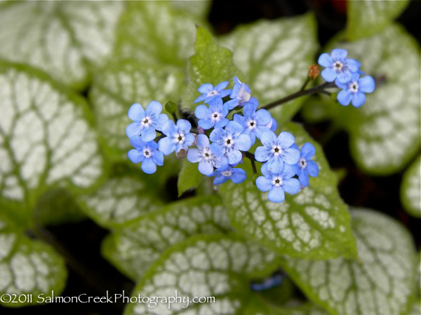 Brunnera macrophylla ‘Jack Frost’