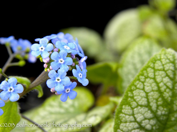 Brunnera macrophylla Jack Frost