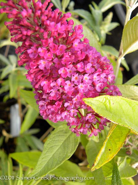 Buddleja davidii Summer Beauty