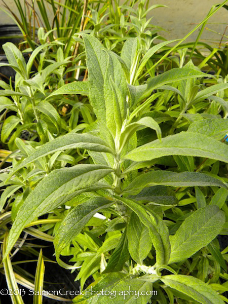 Buddleja davidii White Profusion