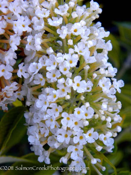 Buddleja davidii White Profusion