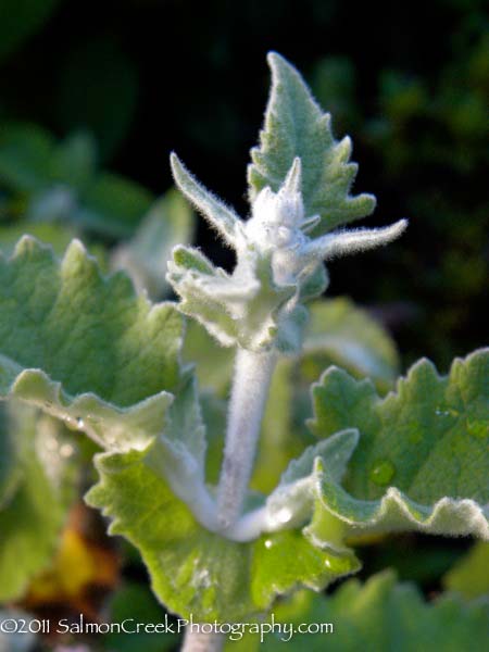 Buddleja crispa