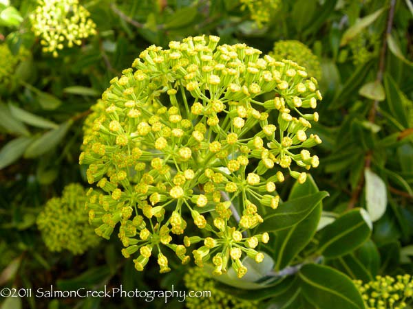 Bupleurum fruticosum