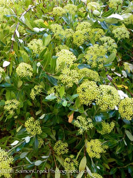 Bupleurum fruticosum