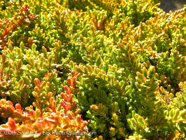 Calluna vulgaris ‘Blazeaway’