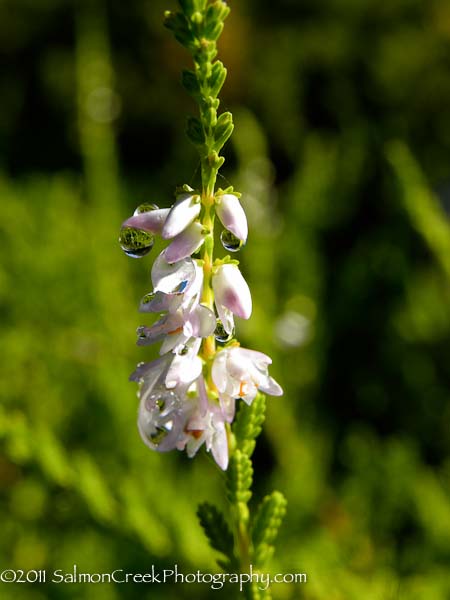 Calluna vulgaris ‘Martha Herman’