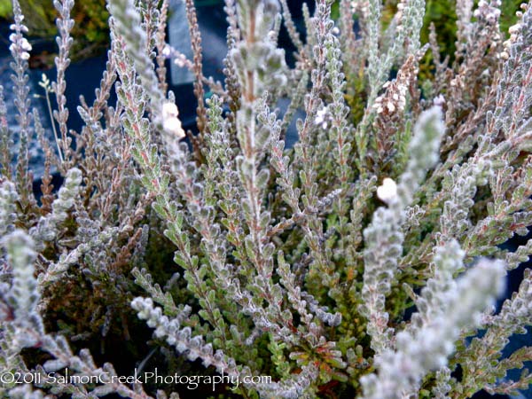 Calluna vulgaris Silver Knight