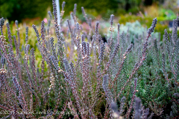 Calluna vulgaris Silver Knight