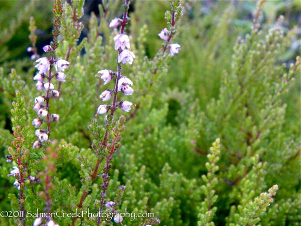 Calluna vulgaris Spring Torch