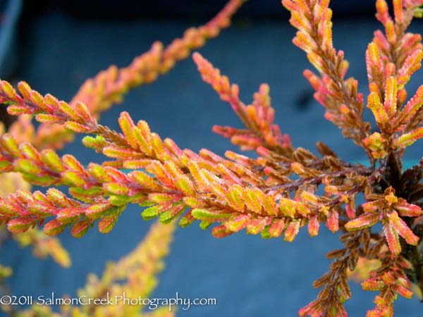 Calluna vulgaris ‘Wickwar Flame’