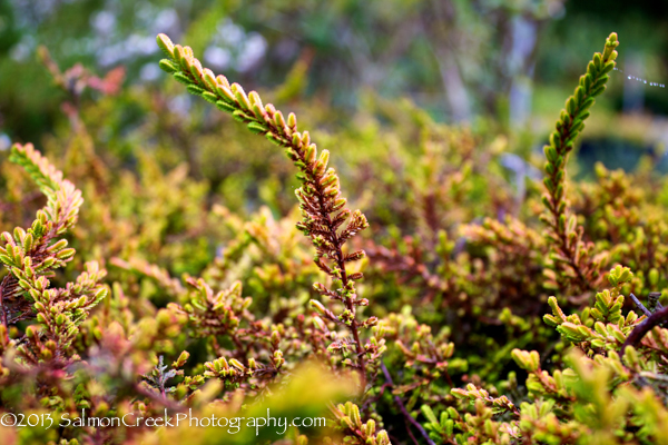 Calluna vulgaris ‘Wickwar Flame’