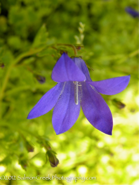 Campanula ‘Birch Hybrid’