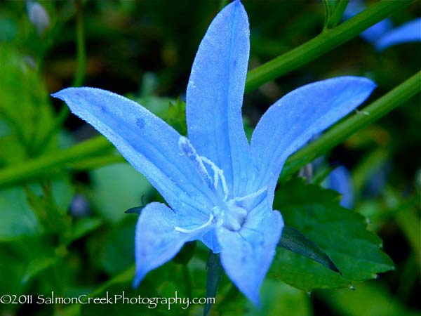 Campanula poscharskyana ‘Blue Waterfall’