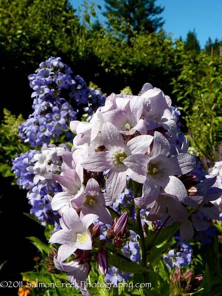 Campanula lactiflora ‘Loddon Anna’