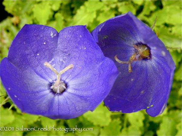 Campanula carpatica