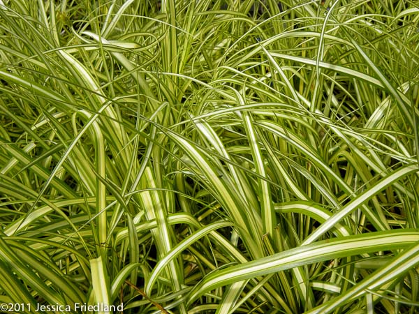 Carex oshimensis Gold Strike