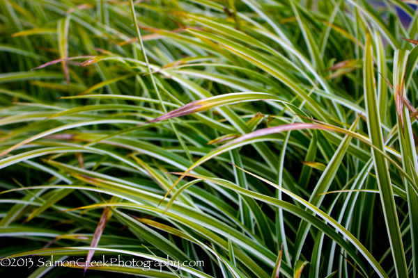 Carex morrowii ‘Ice Dance’